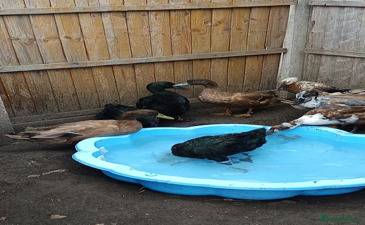 Ducks poultry - Advert 2