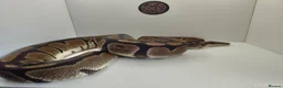 Python Snake reptiles for sale: Royal Python female het clown - Advert 3