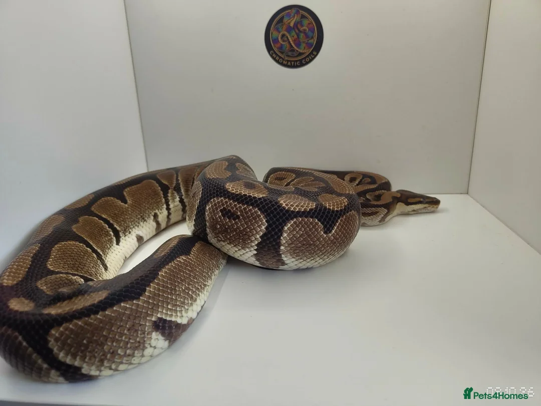Python Snake reptiles for sale: Royal Python female het clown - Advert 3