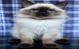 Ragdoll cats for sale: FIFe Registered Ragdoll Kittens Champion Line  - Image 8