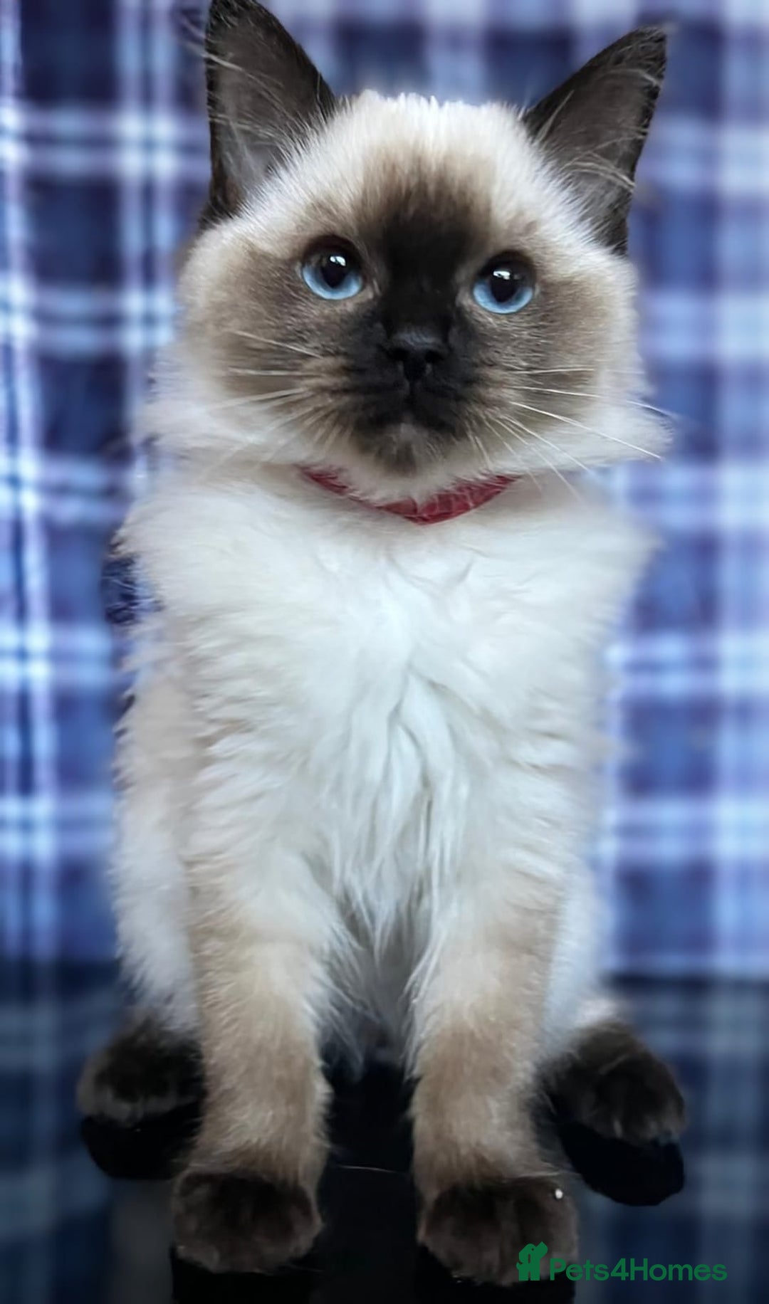 Ragdoll cats for sale: FIFe Registered Ragdoll Kittens Champion Line  - Image 8