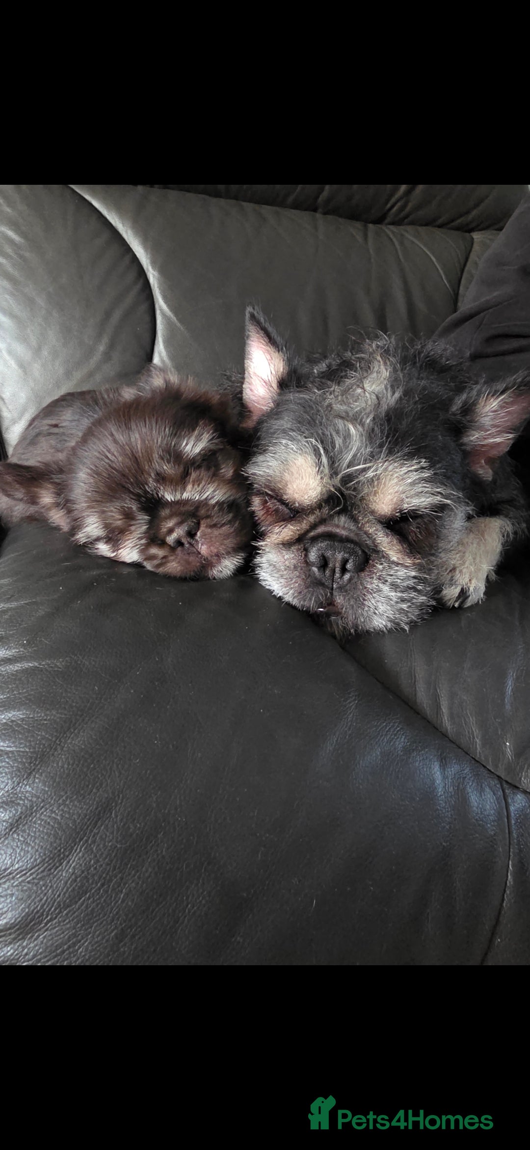 French Bulldog dogs for sale: LAST PUP Stunning French bulldog puppies - Advert 2