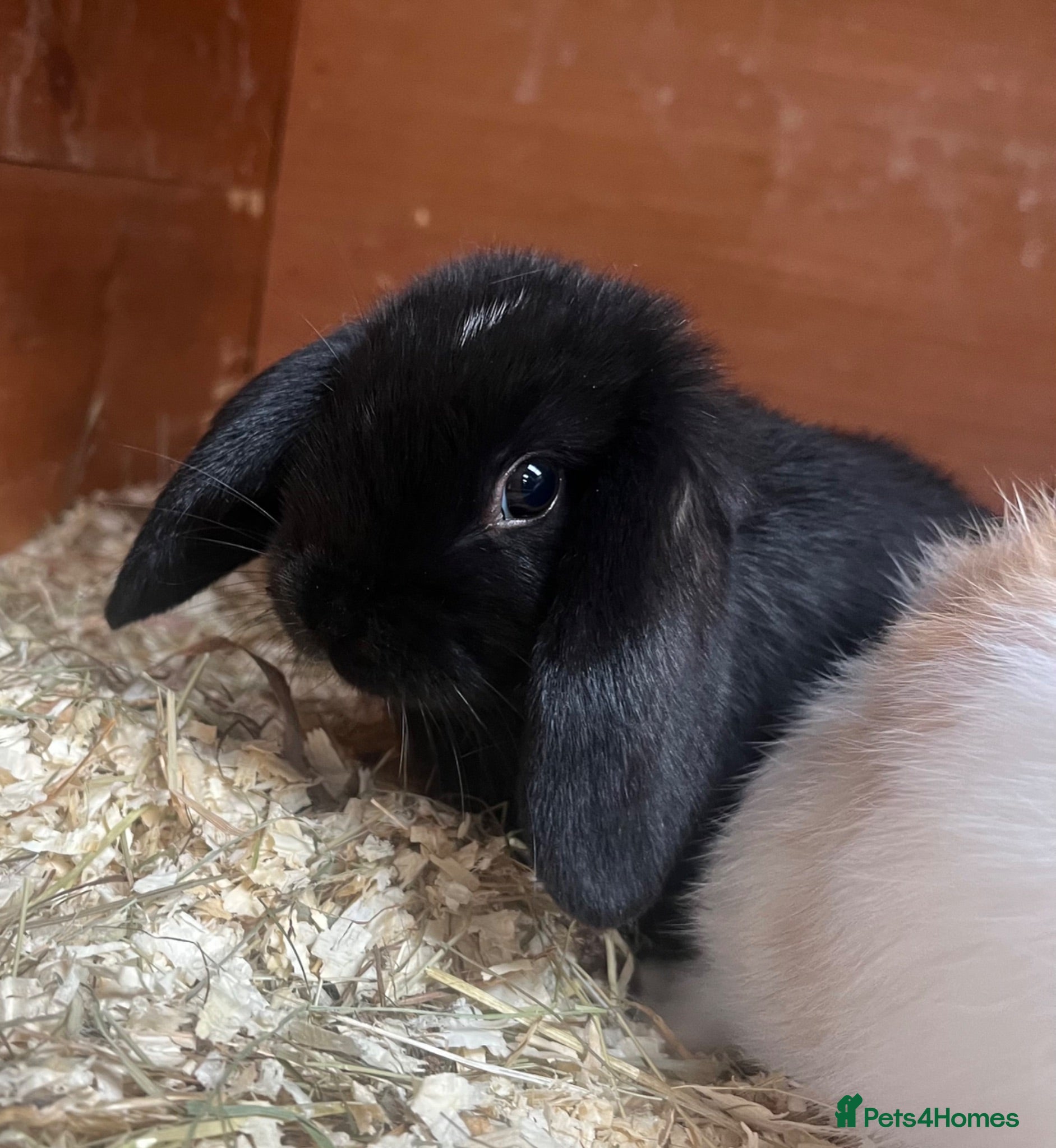Mini Lop rabbits Beautiful Mini Lop kits  - Advert 4
