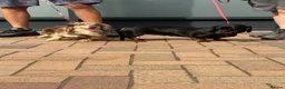 Miniature Dachshund dogs for stud: Oreo chocolate & tan dapple long haired  - Advert 16