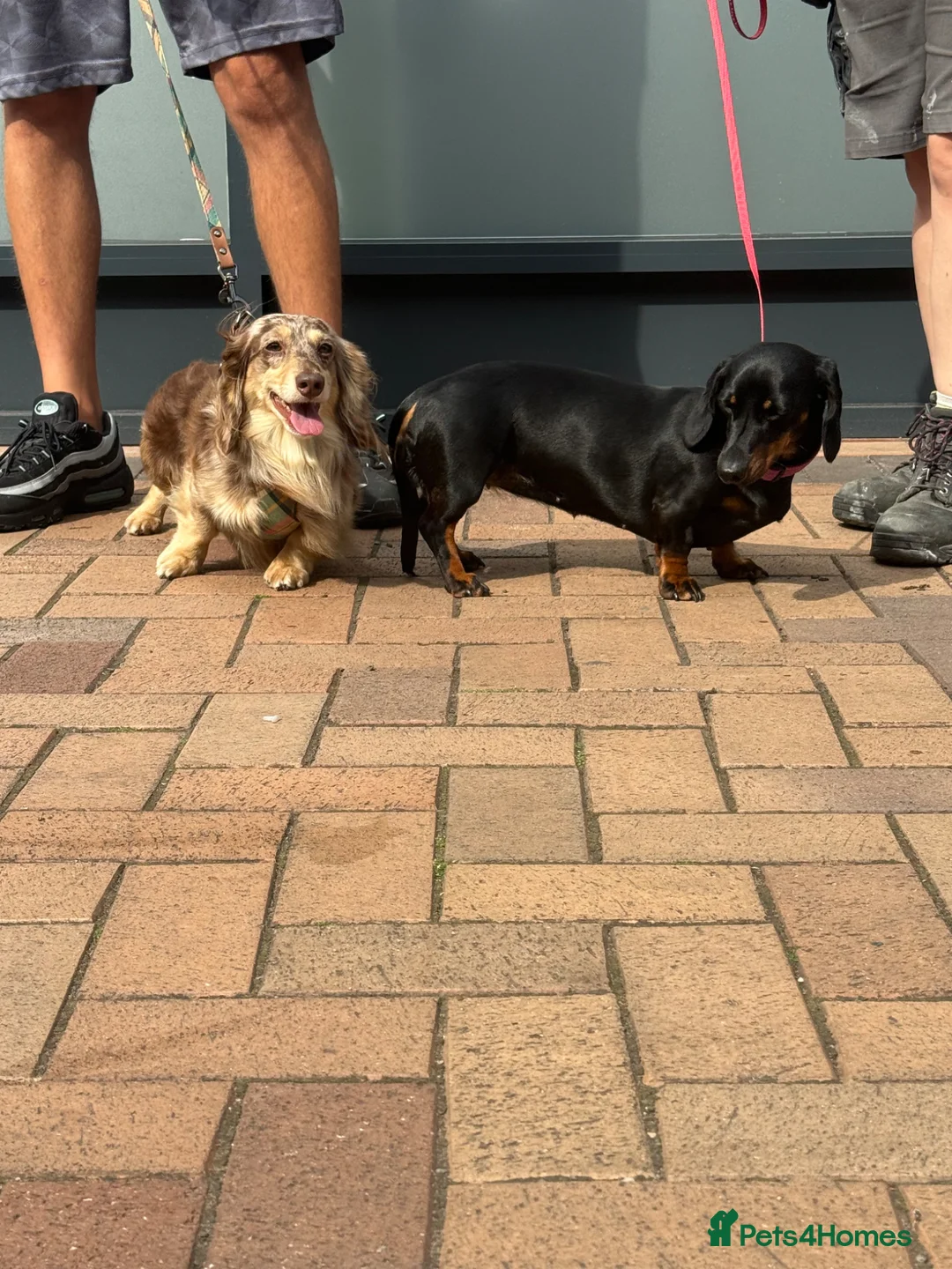 Miniature Dachshund dogs for stud: Oreo chocolate & tan dapple long haired  - Advert 16