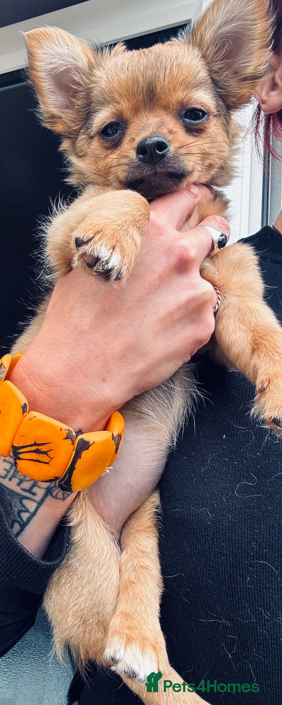 Pomchi dogs for sale: Beautiful female puppy ready now!  in Godstone - Image 18