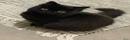 Mixed Breed cats for sale: 1/4 BSH kittens  in Bradford - Advert 6