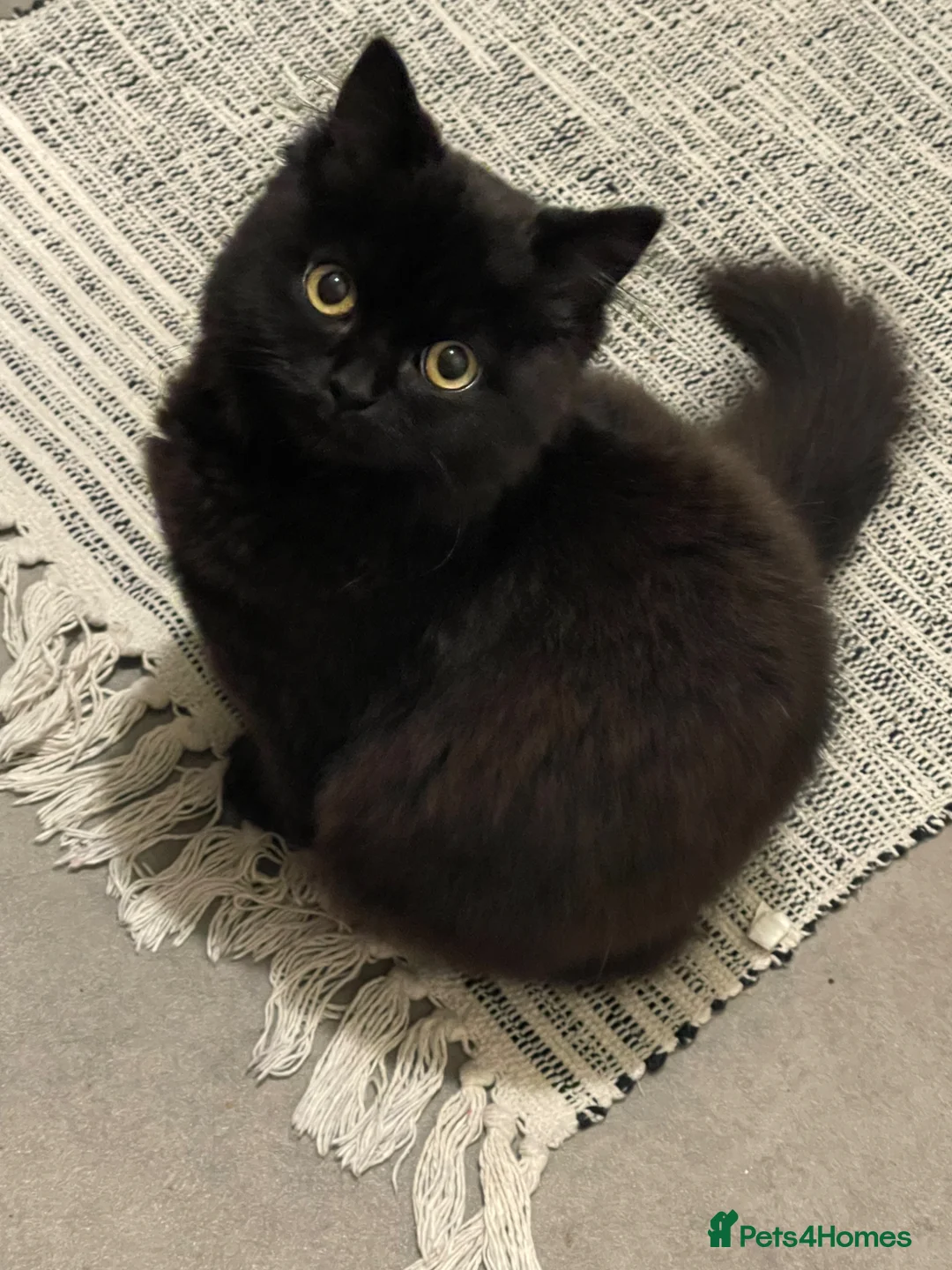 Mixed Breed cats for sale: 1/4 BSH kittens  in Bradford - Advert 6