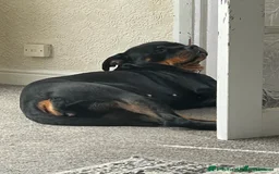 Rottweiler dogs for sale: Rottweiler girl for rehome - Image 11