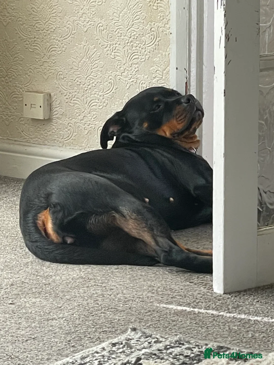 Rottweiler dogs for sale: Rottweiler girl for rehome - Image 11