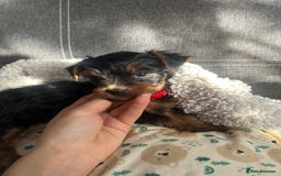 Yorkshire Terrier dogs for sale: Yorkshire Terrier puppies - Image 11