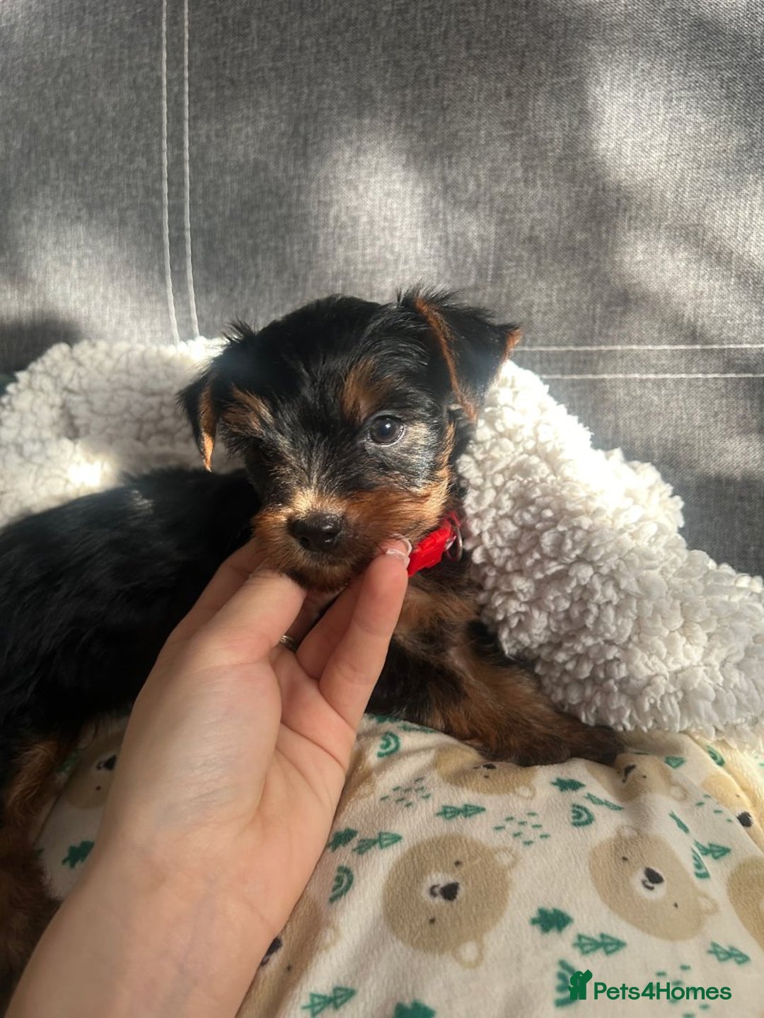 Yorkshire Terrier dogs for sale: Yorkshire Terrier puppies - Image 11