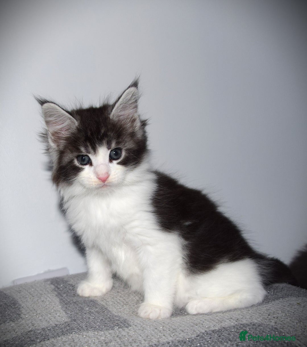 Maine Coon cats for sale: Maine Coon kittens/ Ready to Now    - Advert 18