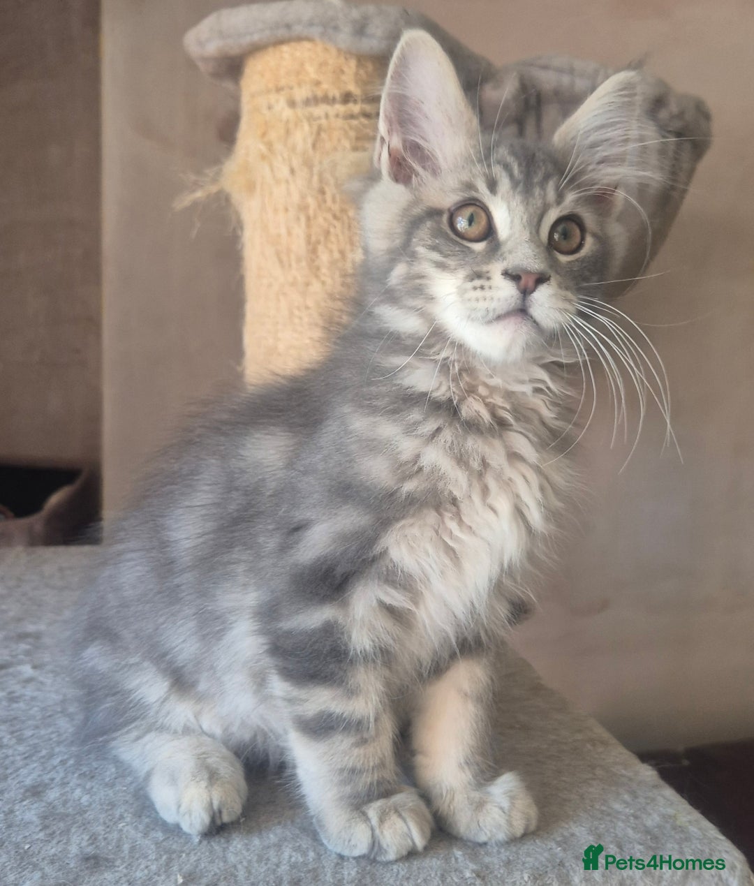 Maine Coon cats for sale: Beautiful Maine Coon kittens  - Image 12