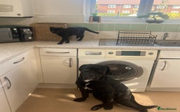 Mixed Breed dogs for stud: Cane corso x black lab - Image 1