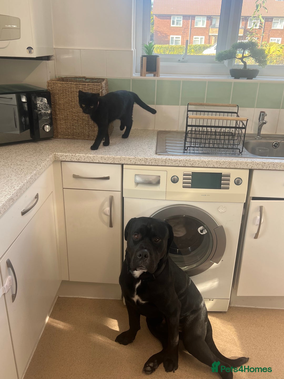 Mixed Breed dogs for stud: Cane corso x black lab - Image 1