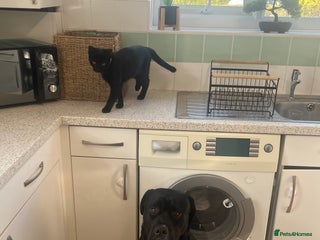 Mixed Breed dogs - Advert 39