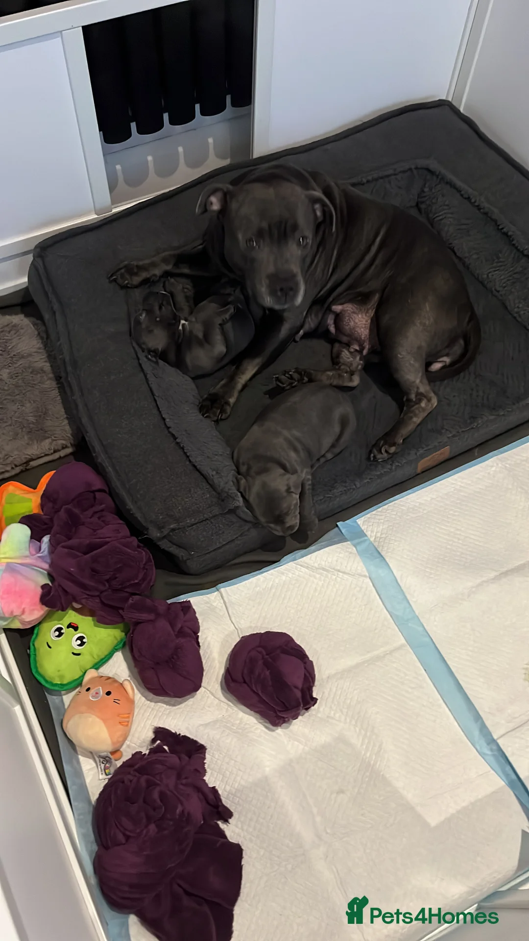 Staffordshire Bull Terrier dogs for sale: KC registered female Staffordshire bull terriors in Wirral - Advert 2