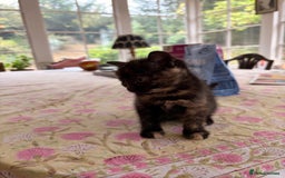 Domestic Shorthair cats for sale: Gorgeous kittens for sale - south of Edinburgh  - Image 6