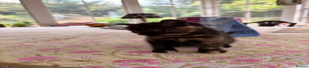 Domestic Shorthair Kitten 4