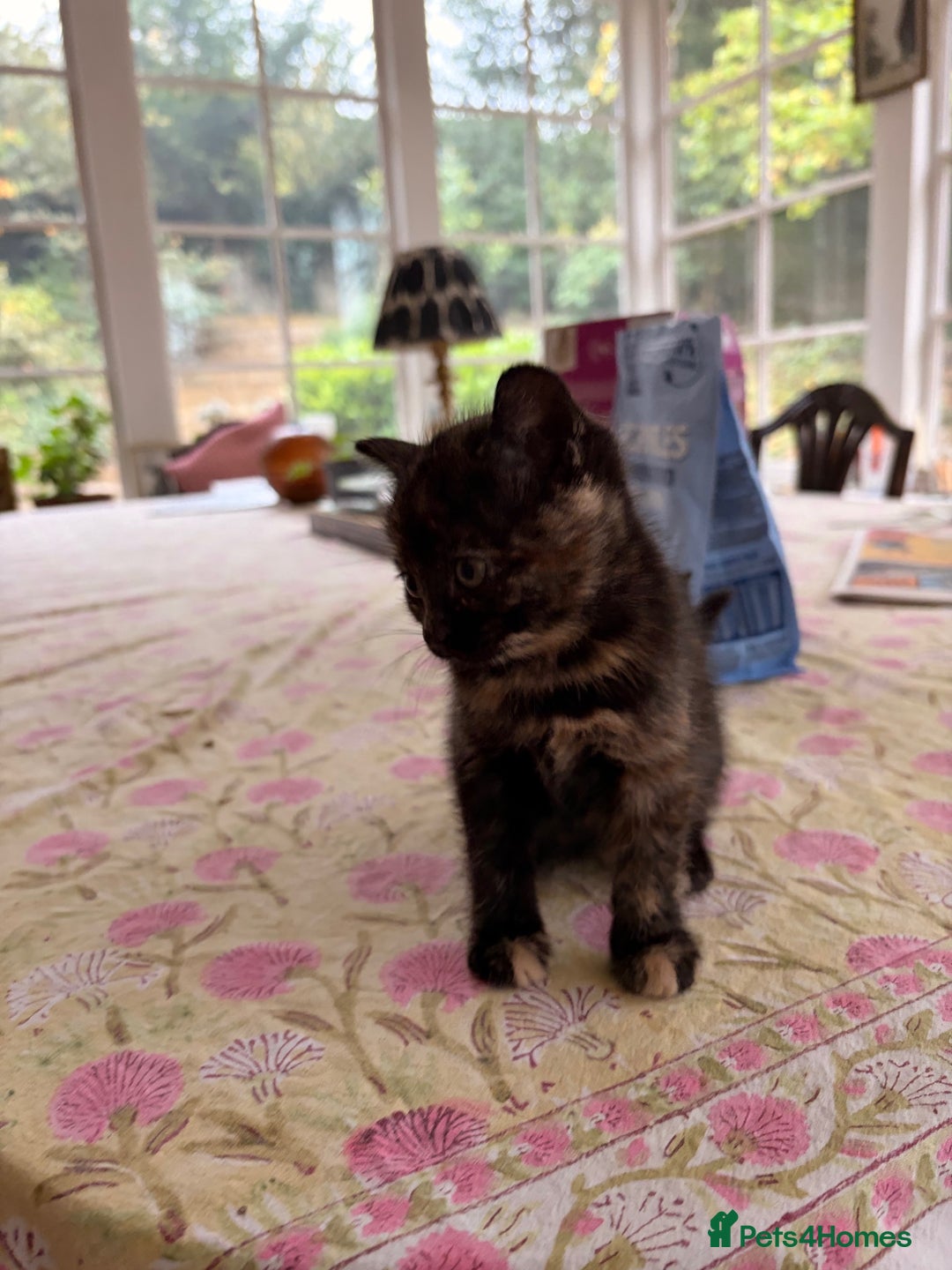 Domestic Shorthair cats for sale: Gorgeous kittens for sale - south of Edinburgh  - Image 6