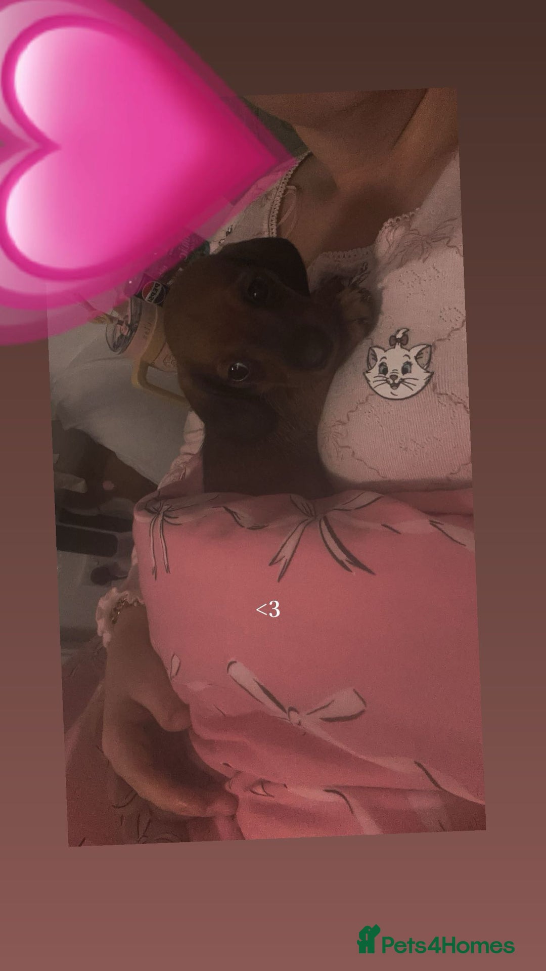 Miniature Dachshund dogs for sale: MINIATURE DACHSHUNDS - Advert 19