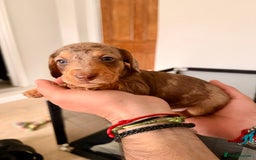 Mixed Breed dogs for sale: Miniature Dachshund × Dachshund Cockapoo Puppies - Advert 4