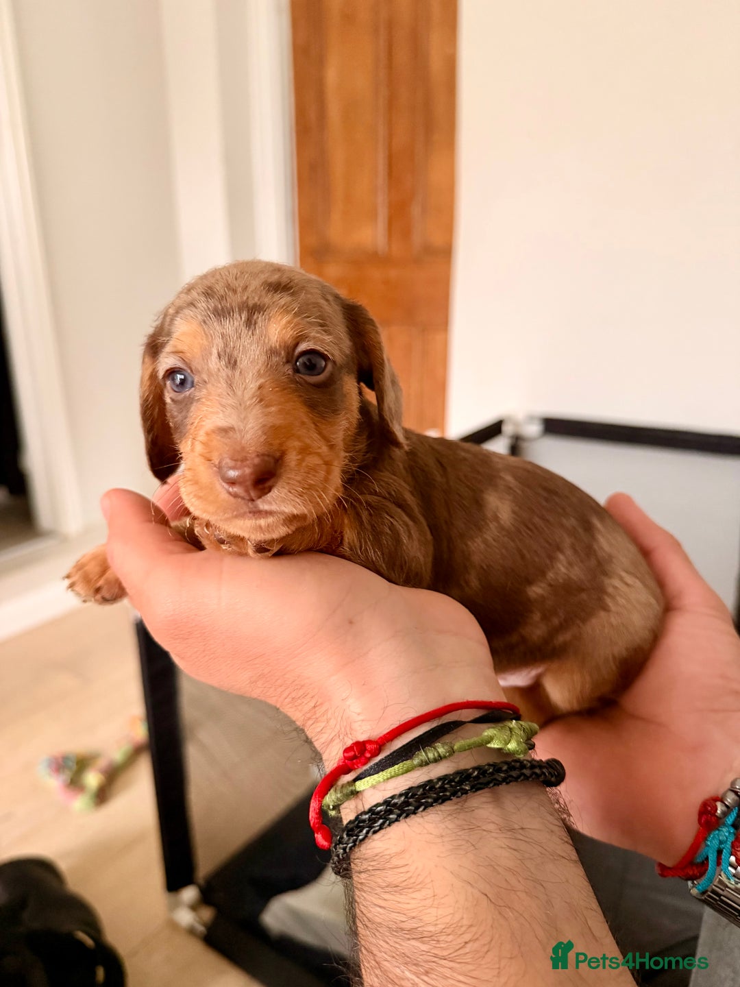 Mixed Breed dogs for sale: Miniature Dachshund × Dachshund Cockapoo Puppies - Advert 4