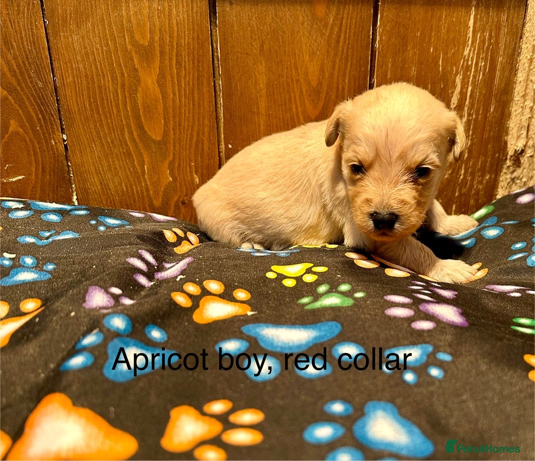 Labradoodle dogs for sale: Miniature Labradoodles from experienced breeder  - Advert 20