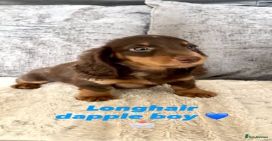 Miniature Dachshund dogs - Advert 2