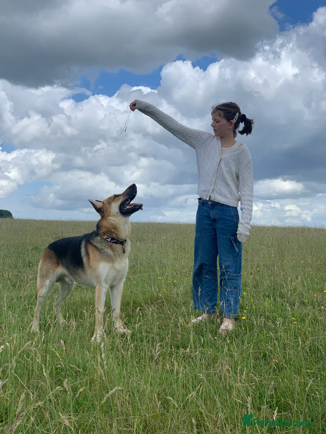 German Shepherd dogs for stud: Spectacular GSD wolfdog *for Stud only* in Dursley - Advert 27