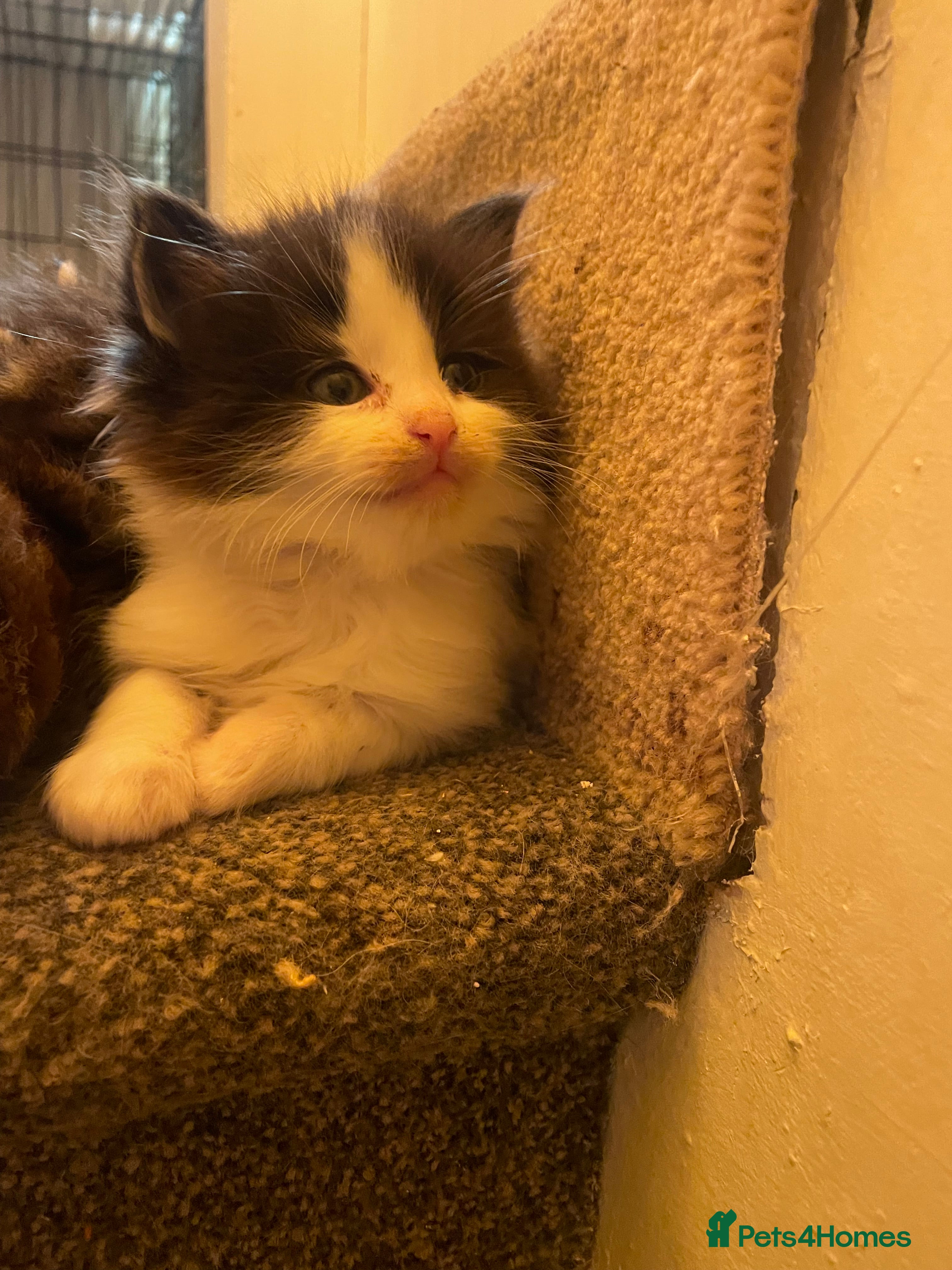 Maine Coon cats ALL RESERVED - Advert 11