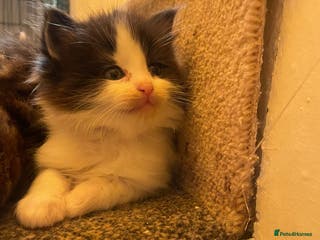 Maine Coon cats ALL RESERVED - Advert 11