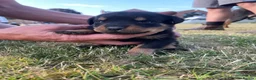 Rottweiler dogs for sale: Rottweiler in Crewe - Advert 15