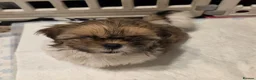 Shih Tzu dogs for sale: LOVELY GIRLS CUTE SHIH TZU PUPPIES READY NOW - Advert 5