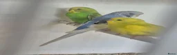 Budgerigars birds for sale: Baby Budgies, Adult Budgies, and Cockatiels  - Advert 19