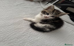 Domestic Shorthair cats for sale: 5 Playful Tuxedo & Black Kittens – Ready Now - Image 8