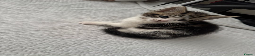 Domestic Shorthair Kitten 3