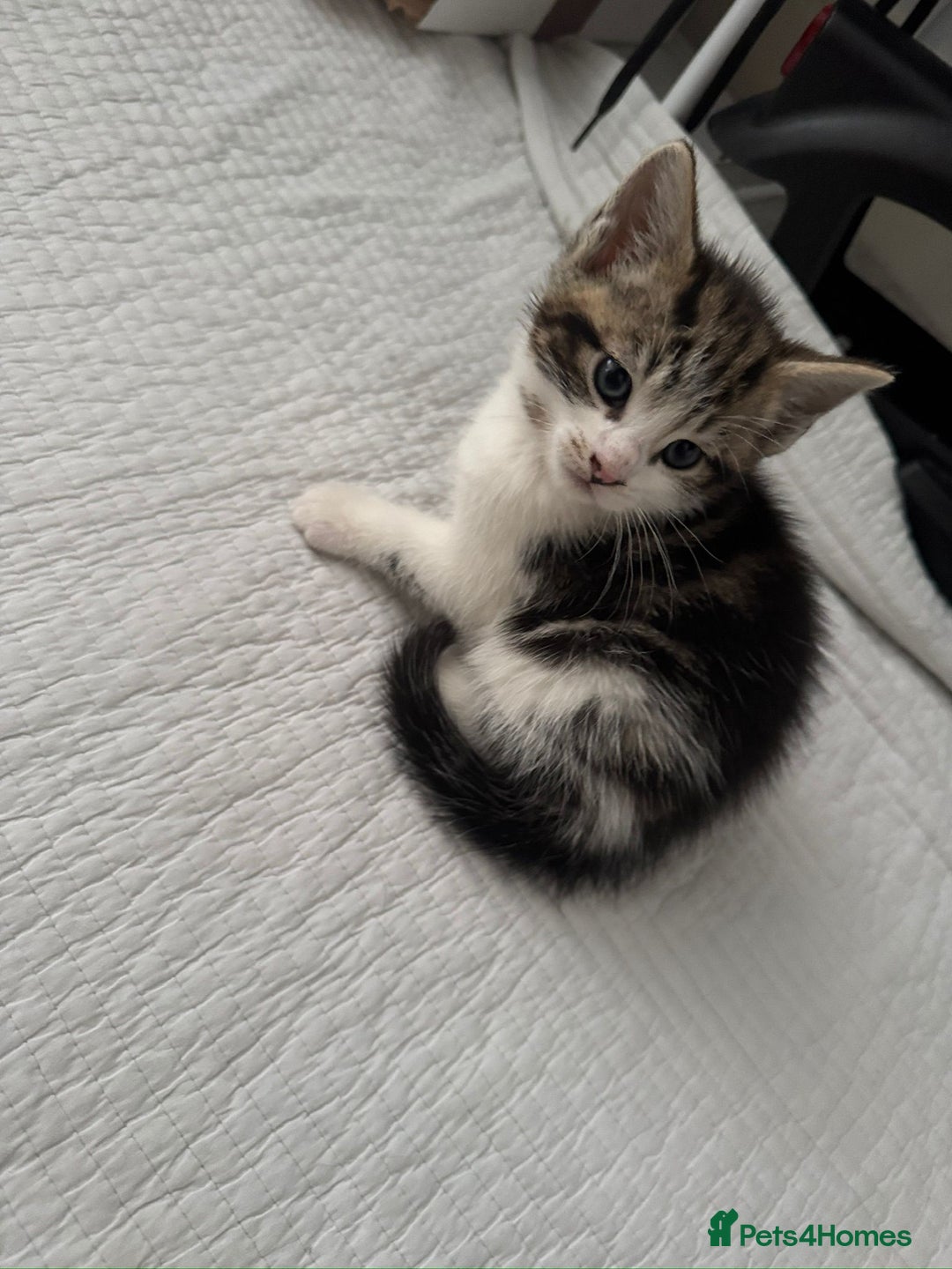 Domestic Shorthair cats for sale: 5 Playful Tuxedo & Black Kittens – Ready Now - Image 8