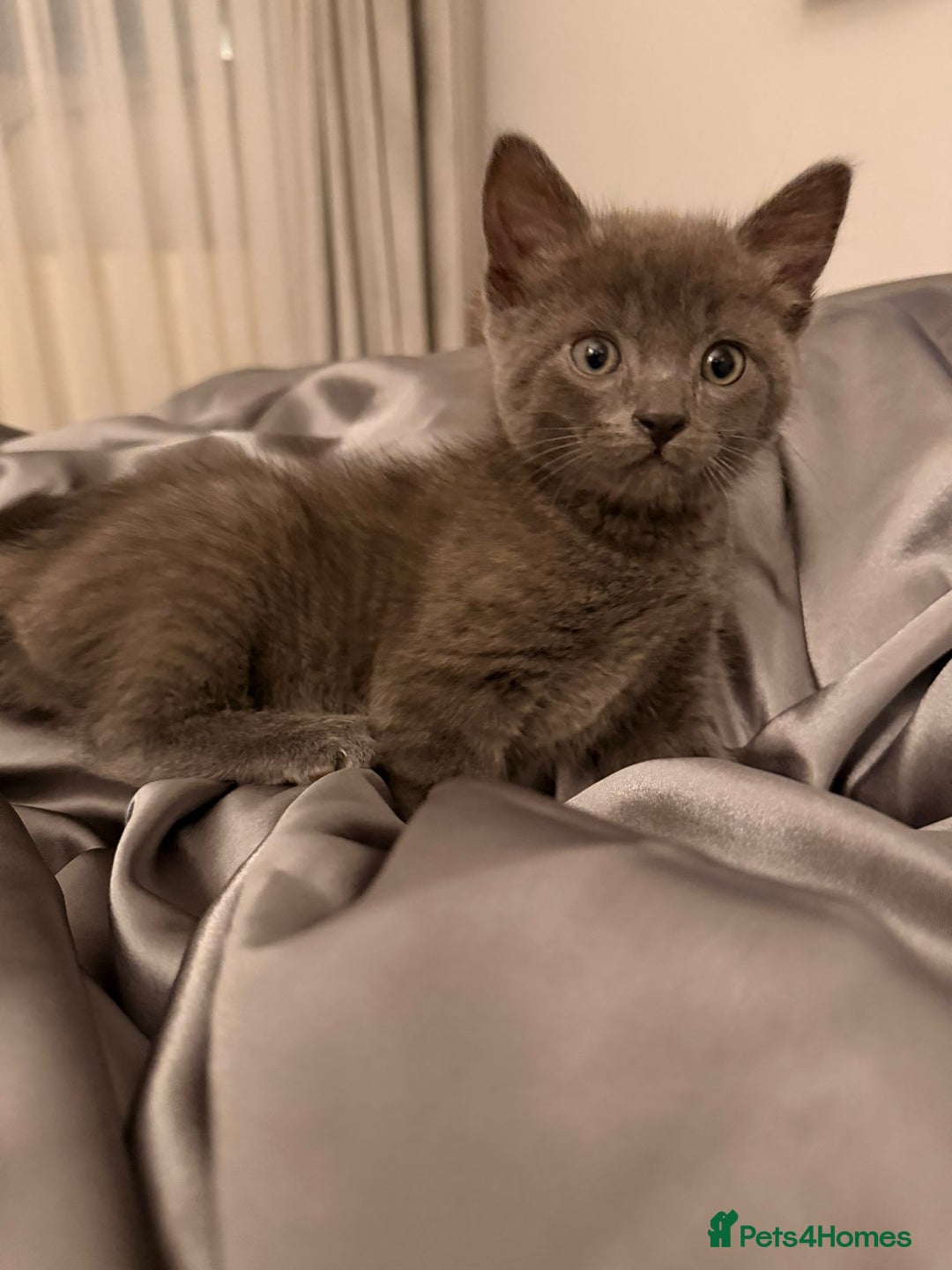 Russian Blue cats for sale: British shorthair - Advert 5