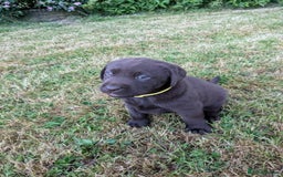 Labrador Retriever dogs for sale: 6 Adorable Chocolate Labs for Sale - Image 15