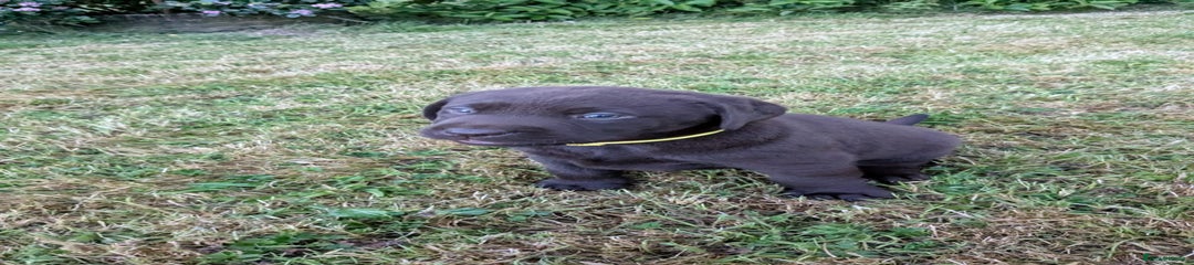 Labrador Retriever Puppy 6