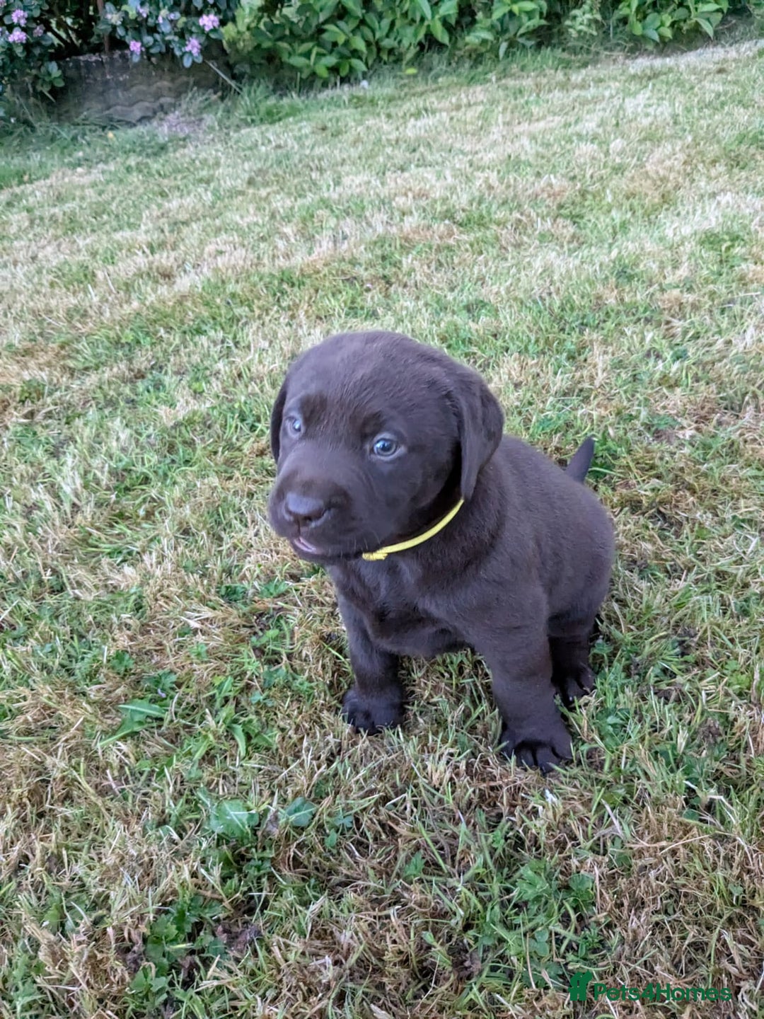 Labrador Retriever dogs for sale: 6 Adorable Chocolate Labs for Sale - Image 15