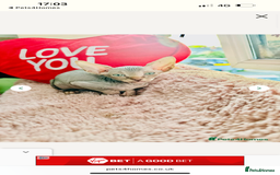 Sphynx cats for sale: Sweet Sphynx Kitten Looking for a Forever Home 🐾 - Image 7