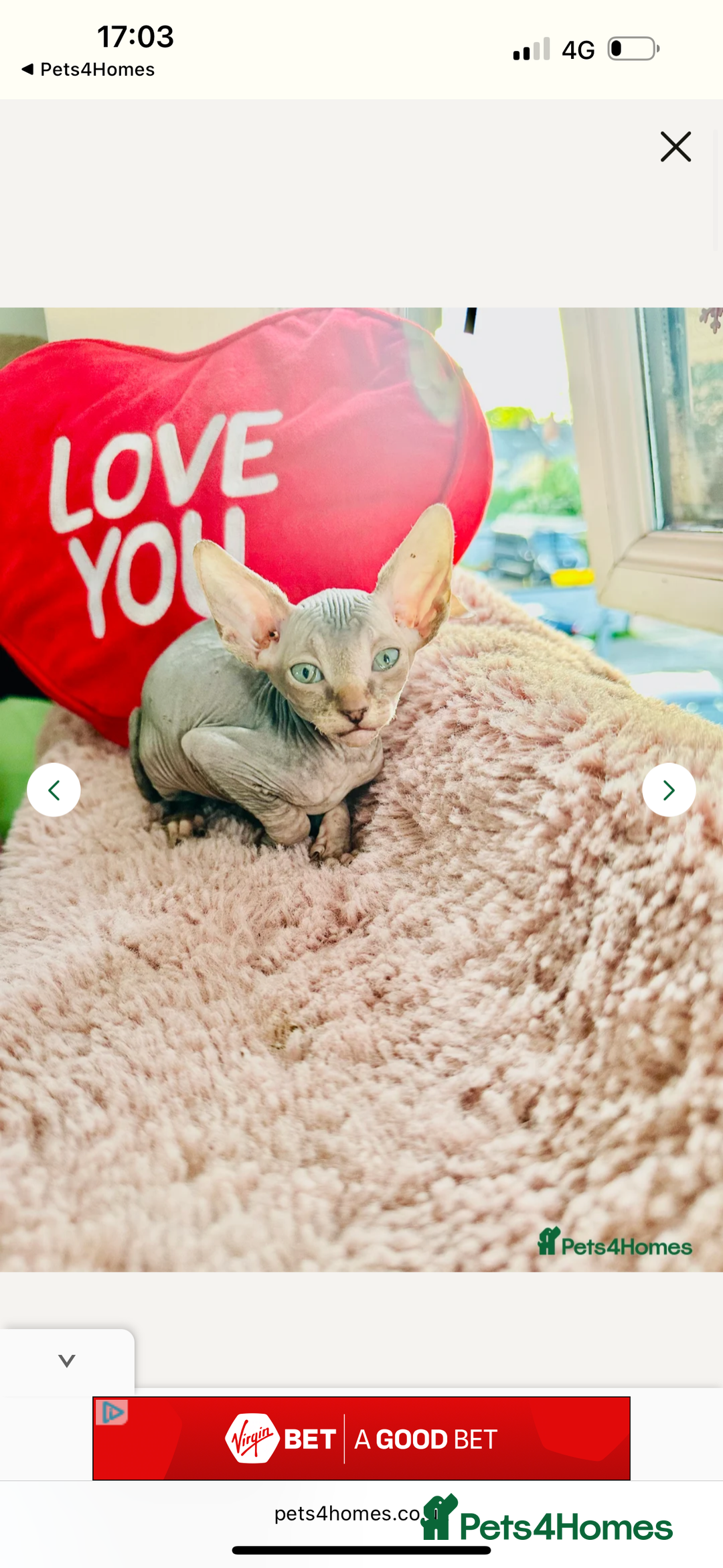 Sphynx cats for sale: Sweet Sphynx Kitten Looking for a Forever Home 🐾 - Image 7