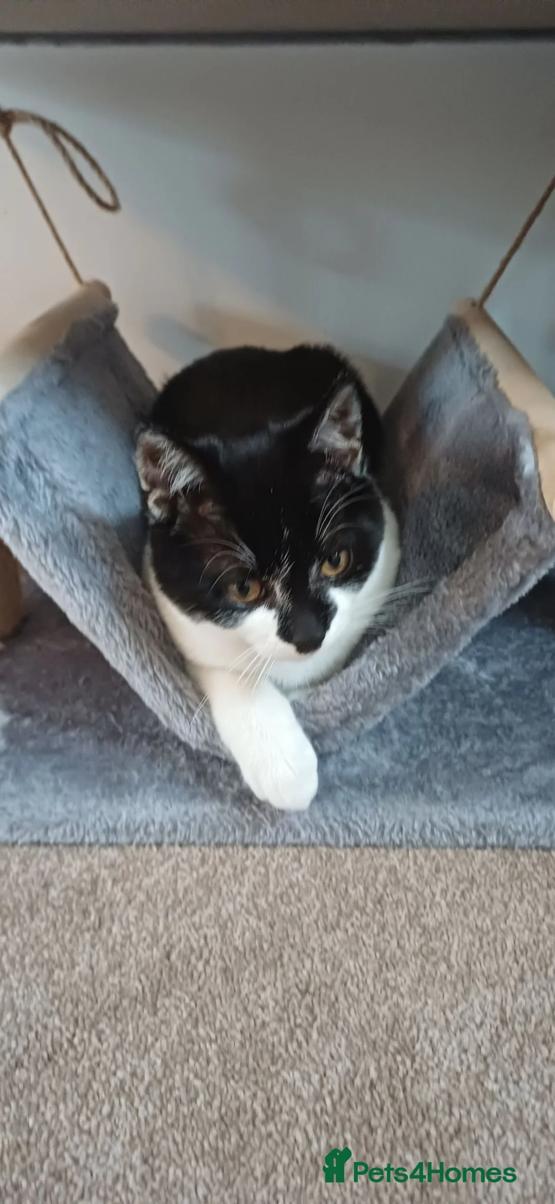 Domestic Shorthair cats for sale: Lokii - Advert 2