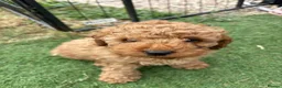 Toy Poodle dogs for sale: Stunning toy poodle puppies ready to leave now! - Advert 9