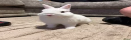 Netherland Dwarf rabbits for sale: Netherland dwarf and hutch for sale  in South Shields - Advert 1