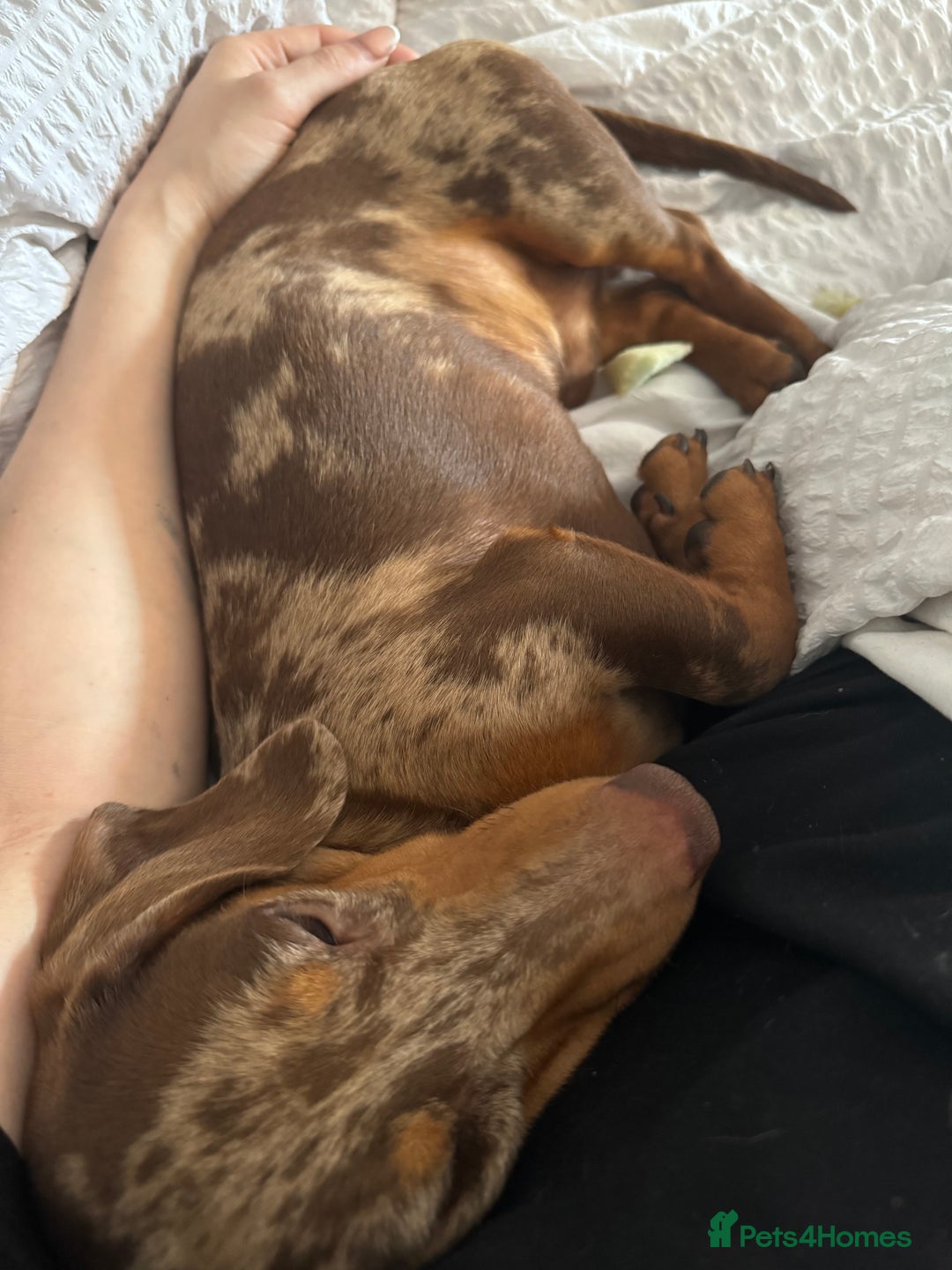 Miniature Dachshund dogs for sale: 🌟ONE LEFT🌟 Beautiful mini Dachshund puppies 🥰 - Image 13