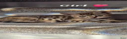 Mixed Breed cats for sale: Playful & Loving Bengal Cross Kittens in Berwick-upon-Tweed - Advert 3